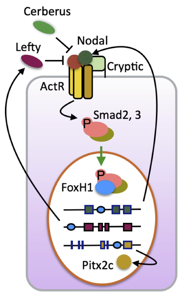 ファイル:Meno Nodal Fig2.png