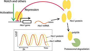 ショウジョウバエを駆除する方法