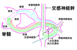 ブラジルの幹:ケアと生殖