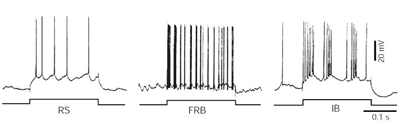 ファイル:錐体細胞 図2.jpg