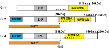 2: DNA フィンガープリンティング
