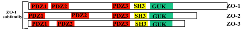 ファイル:Zo-1-1.png