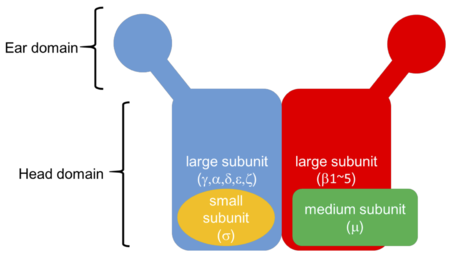 自己免疫疾患の炎症をブロックできるタンパク質を特定