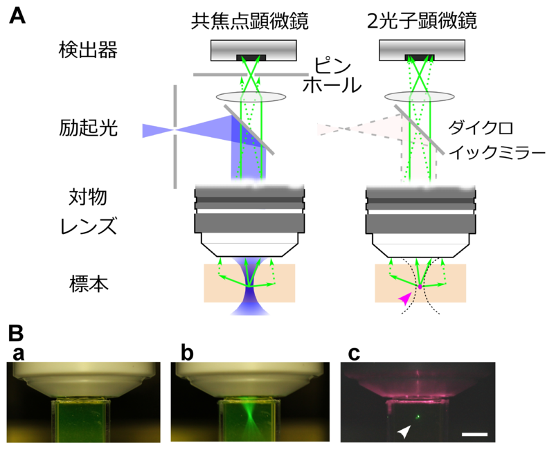 2. これらの原子の一部は光子を放出します。 ハウスタッフワークス