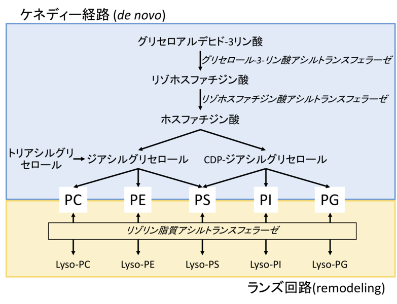 ファイル:Furuyashiki Fig 2.png