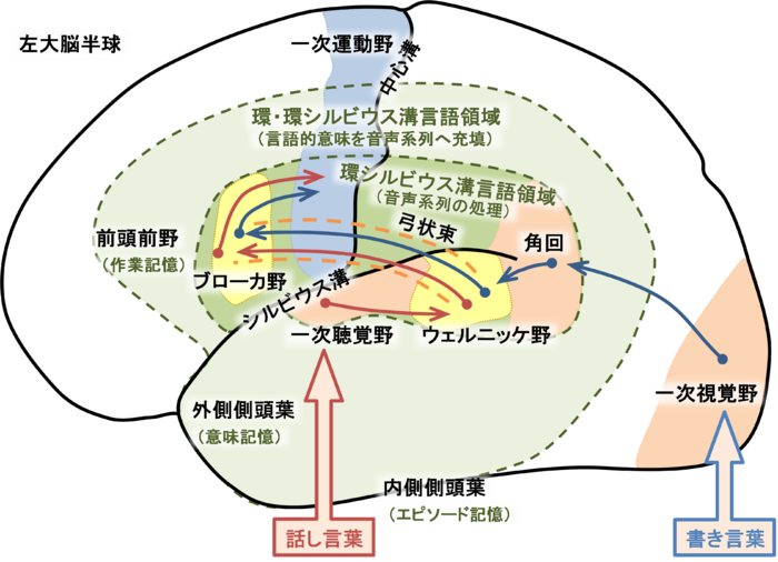 鉢植えのつる性植物