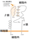 ファイル:Integrin ja.jpgのサムネイル