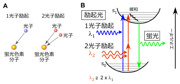 熱を吸収する植物 リボン