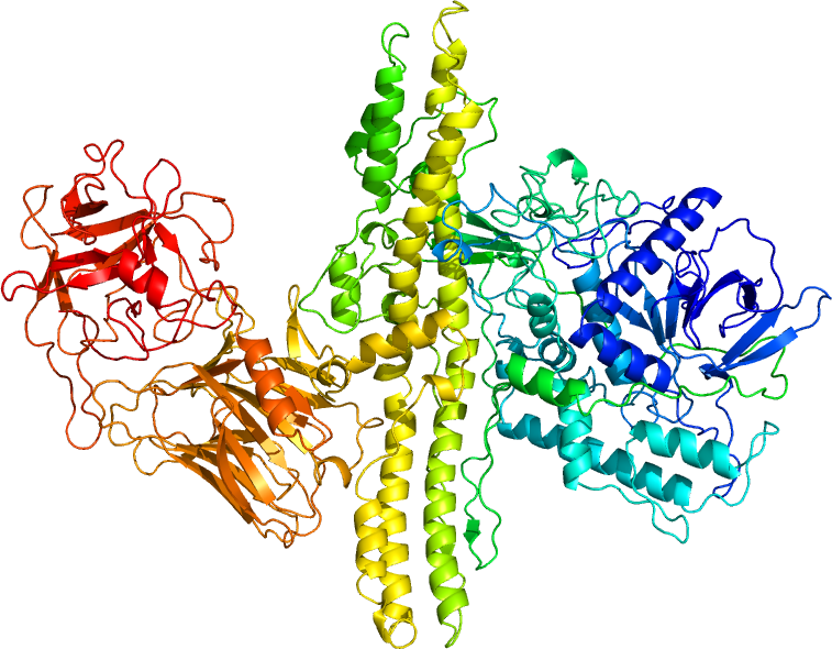 ファイル:3bta.pdb