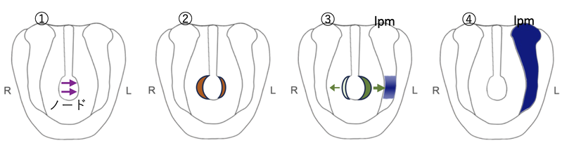 ファイル:Meno Nodal Fig3.png