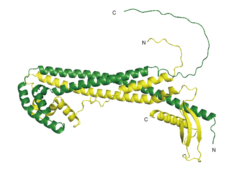 ファイル:Itakura clusterin Fig2.png