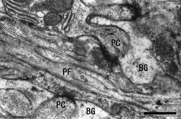 熱躍層: それは何か、種類、そしてどのように形成されるか