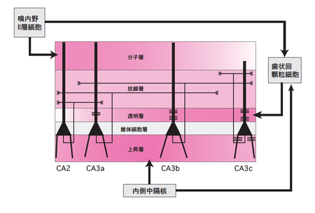 Anvisaはサル痘に対して距離を置くこととマスクの使用を呼びかける