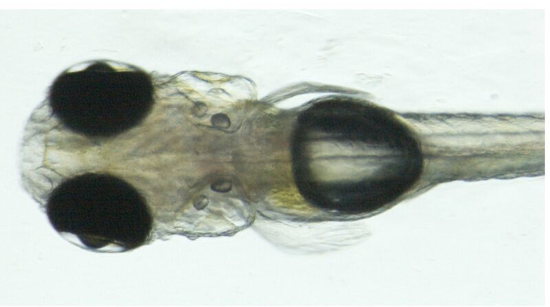 ファイル:Kubo Zebrafish Fig1.jpg