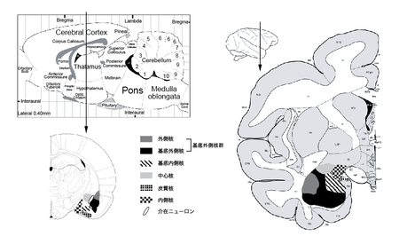 色素体:その正体、機能、種類