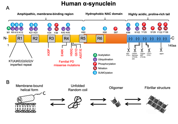 パーキンソン病の人が避けるべき食品は何ですか パーキンソン病の人が避けるべき食品は何ですか? 7 食品