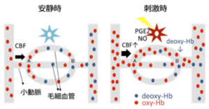 核様体: それは何か、機能と構造 - 核様体の構造