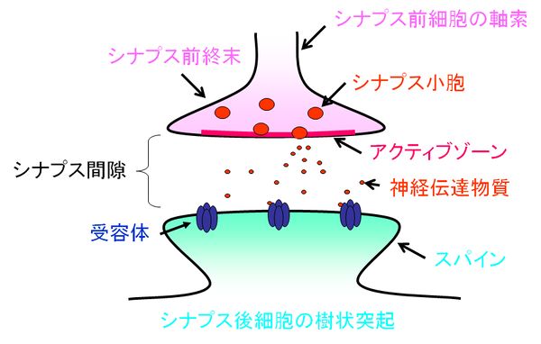 動物細胞の正体、部位と働き - 動物細胞の部位一覧