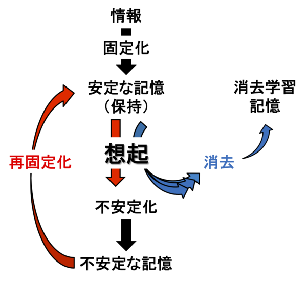 8: 何かを学ぶと脳に新たなシワができる