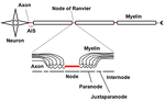 ファイル:Node of Ranvier.pngのサムネイル