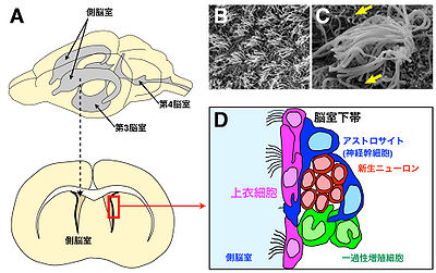 図1. 脳室構造と上衣細胞。(A) 齧歯類の脳室構造。(B, C) マウス側脳室外壁の走査電子顕微鏡写真。脳室面は多くの可動性繊毛を持つ上衣細胞で覆われている (B)（文献[44]より改変）。上衣細胞繊毛は協調的に運動する (C) （文献[27]より改変）。(D) 側脳室外壁に隣接する脳室下帯。側脳室に面した上衣細胞の隙間からアストロサイトの形態を持つ神経幹細胞が一次繊毛を伸長している。神経幹細胞は一過性増殖細胞を経て、新生ニューロンを産生する。