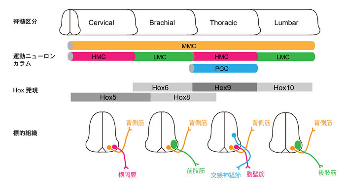 巨大な波がどのようにして形成されるか知っていますか?