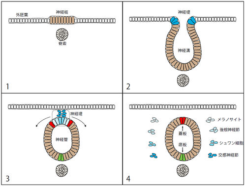 結局のところ、冥王星の有名な「心臓」はどのように形成されたのでしょうか?