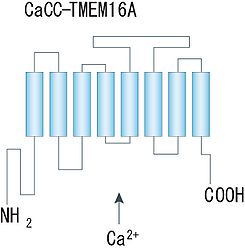 図2. カルシウム依存性塩素チャネルの一つAno1 (TMEM16A)チャネルの構造　細胞内にN-、C-末端と８回膜貫通セグメントを持つ。(Verkman & Galietta, 2009, Nat. Rev. Drug Discov. より転載)。