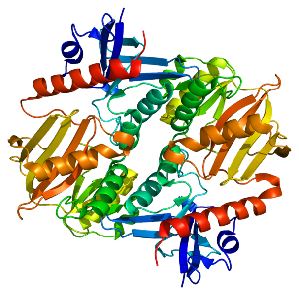 ファイル:Protein SYN2 PDB 1i7l.png
