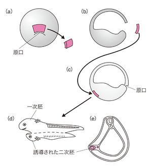 アニマル ストア キャップ 発生