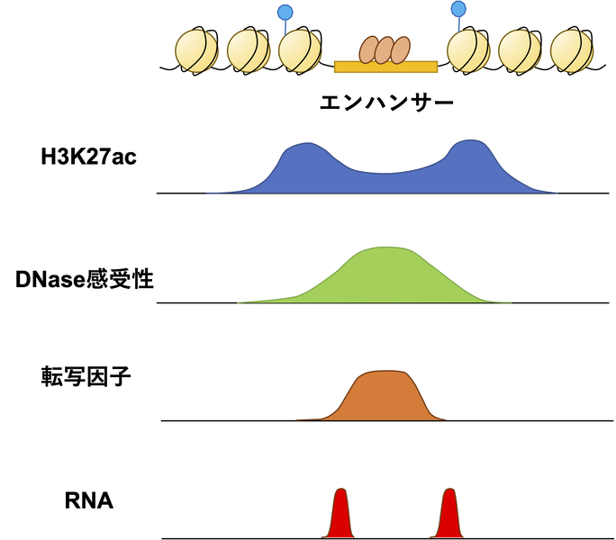 ファイル:Kawaoka enhancer RNA fig1.png