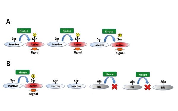 サンパウロ、国内初のオーミクロン亜変異体BQ.1による死亡者を記録