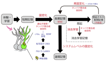 淡水化:その概要と種類 - 淡水化プラントの仕組み