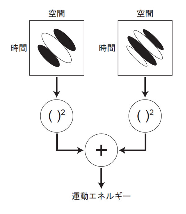 犬の股関節形成不全:位置ずれを適時に検出して治療する