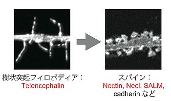 図5．シナプス形成における免疫グロブリンスーパーファミリー細胞接着分子