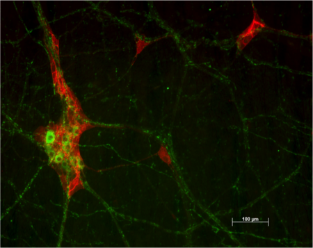 プラネット 9: なぜその存在は科学者の間でこれほど多くの議論を引き起こすのでしょうか?