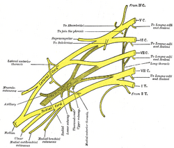叢 仙骨 神経 ニホンザルにおける上殿動脈と仙骨神経叢の位置関係