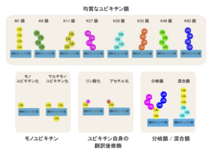 生態系の多様性: その概要と例