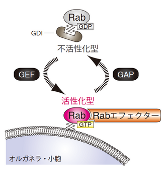 Rabファミリー低分子量Gタンパク質 - 脳科学辞典