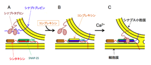 実験研究により参加者全員のがん寛解が促進される