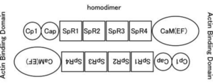 図1　αアクチニンの構造　αアクチニンはEFハンド（骨格筋タイプではCa結合能を失っている）を持つカルモジュリン様ドメイン（CaM）、スペクトリン様繰り返し配列（SpR）、カルポニン様ドメインからなる。二つの分子がN末端とC末端をアンチパラレルに結合したホモダイマーとなり、その両端がアクチン結合能を持つ。