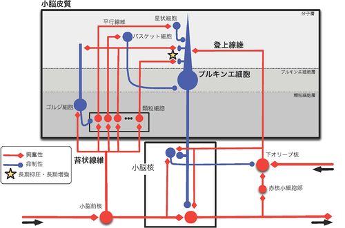 Mu 亜種: 新型コロナウイルスについてすでにわかっている 5 つのこと