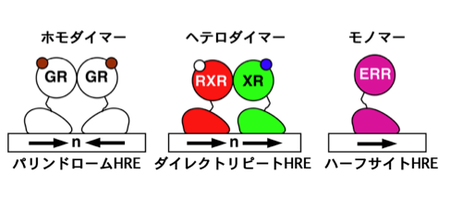 女性の生殖能力を損なう 3 つの要因