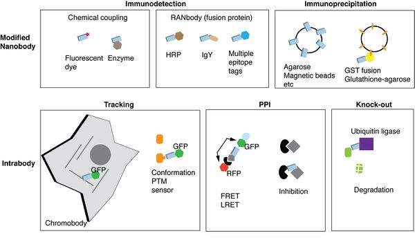 気管気管支スリーブ切除術は、通常は非小細胞肺がんに対して、肺の一部と機能を温存するために行われる手術です。 気管気管支スリーブ切除術とは何ですか?