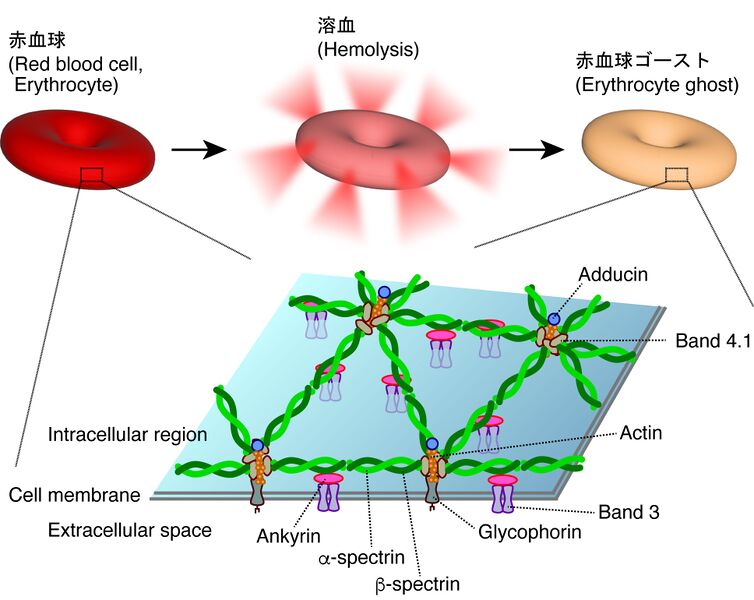 ファイル:Yamanoi Spectrin Figure1.jpg