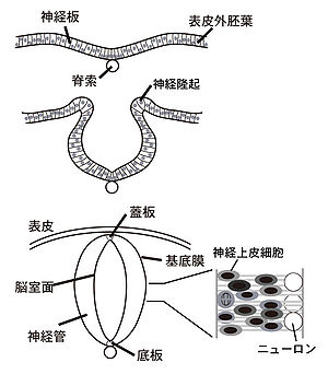 神経管 - 脳科学辞典