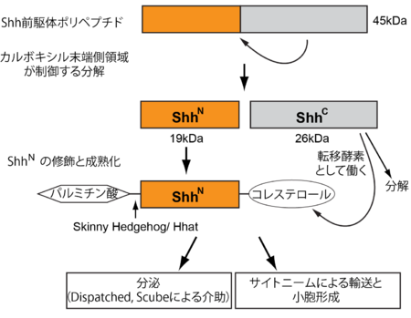研究では、CoronaVac がより弱い反応を生成するグループが示されています