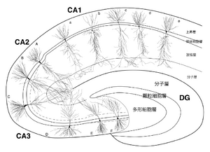 小鼠海马ca1区解剖图图片