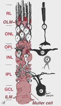 ミュラーグリアと網膜の神経細胞の位置関係 c:錐体細胞、r: 桿体細胞、H:水平細胞、A:アマクリン細胞、B:双極細胞、G:網膜神経節細胞、OLM:外境界膜、ILM:内境界膜、ONL:外顆粒層、OPL:外網状層、INL:内顆粒層、IPL:内網状層、GCL:網膜神経節細胞層 Webvision Glial Cells of the Retinaより