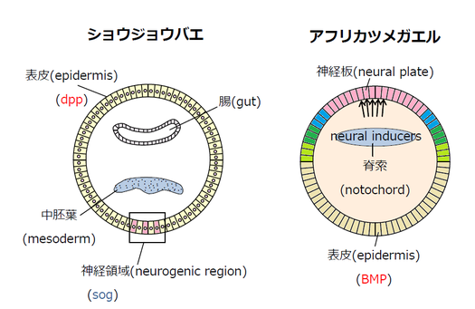 ショウジョウバエを駆除する方法 - キッチンでショウジョウバエを駆除する方法
